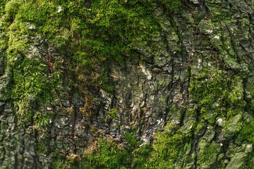 Bark covered with green moss on a tree trunk close-up. Close-up with selective focus. texture.