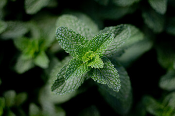 mint leaves close up © Arboh