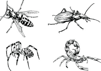 vector drawings sketches different insects bugs Scorpions spiders drawn in ink by hand , objects with no background