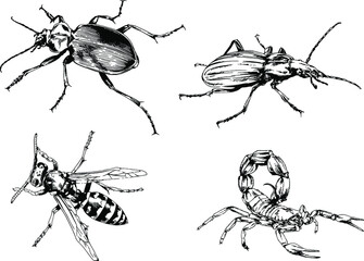 vector drawings sketches different insects bugs Scorpions spiders drawn in ink by hand , objects with no background