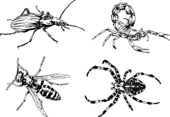 vector drawings sketches different insects bugs Scorpions spiders drawn in ink by hand , objects with no background