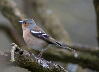 A chiff chaff stand on a branch watching the world go by.