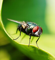 fly on leaf