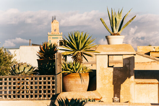 African Rooftop Garden