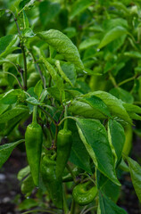 Farm field with green hot chilli pepper