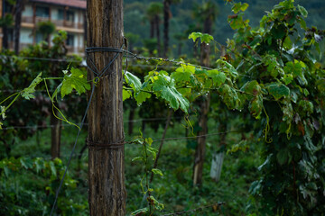The vineyard in Lopota