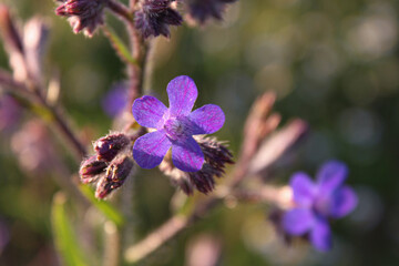 Purple flower on unfocused background