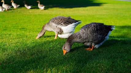 Two beautiful fat domestic gray geese graze on the green lawn. poultry farming. bright geese with orange beaks on a green lawn on a sunny day.