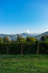 The vineyard in Lopota
