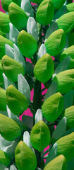 Beautiful Colorful Lupin Flowers Macro