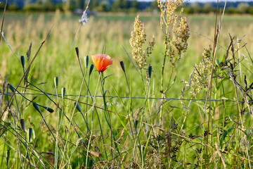 Bad Wilsnack in der Prignitz Umgebung Natur Mohnblume