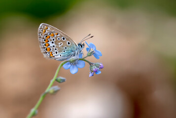 Macro shots, Beautiful nature scene. Closeup beautiful butterfly sitting on the flower in a summer garden.

