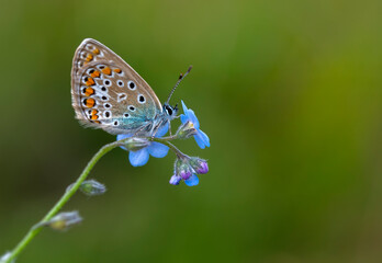 Macro shots, Beautiful nature scene. Closeup beautiful butterfly sitting on the flower in a summer garden.


