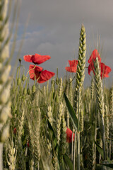 Red Poppy Flower in Wheat Field