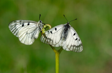 Macro shots, Beautiful nature scene. Closeup beautiful butterfly sitting on the flower in a summer garden.

