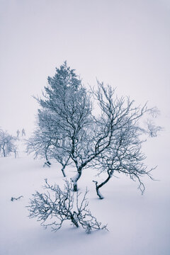 Backcountry Skiing in Magic Winterland