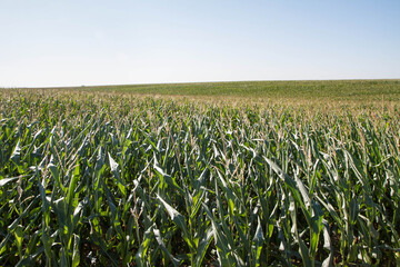 Corn growing in a field - field reaching the horizon