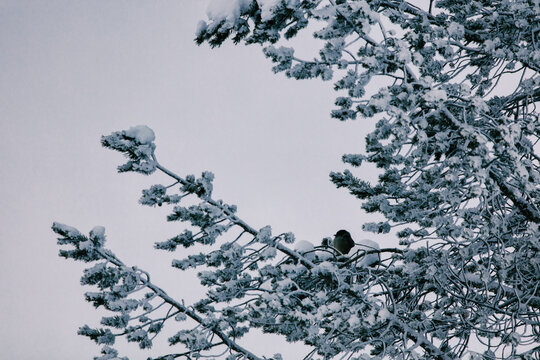 Wild Siberian Jay Bird