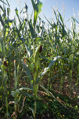 Corn growing in a field - corn cob visible