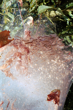 Tent Worms in their tree web