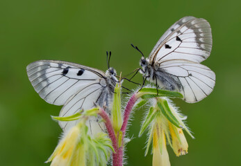 Macro shots, Beautiful nature scene. Closeup beautiful butterfly sitting on the flower in a summer garden.

