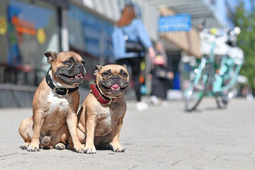 Pair of well behaved French Bulldog dogs without leash sitting in city street on sunny day