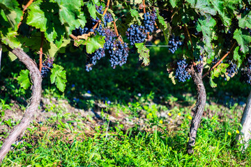 The vineyard in Lopota