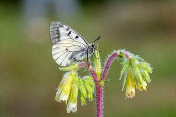 Macro shots, Beautiful nature scene. Closeup beautiful butterfly sitting on the flower in a summer garden.

