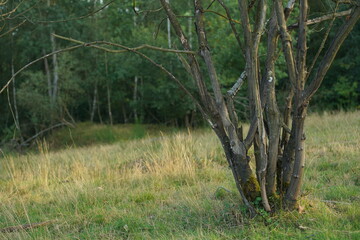 Heide, Gras, Weide, Wald und Forst als Wirtschaftsbetrieb und Naturraum mit ökologischen Elementen