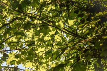 Fototapeta na wymiar Greenery and Leaves