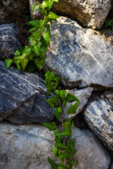 Oldstyled stairs covered with evergreen ivy plant