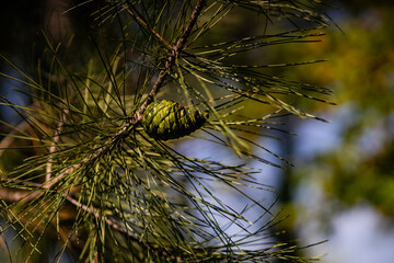 Cones on the tree