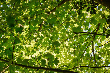 Fototapeta na wymiar Greenery and Leaves