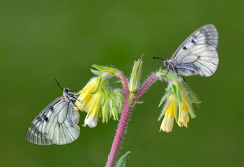 Macro shots, Beautiful nature scene. Closeup beautiful butterfly sitting on the flower in a summer garden.

