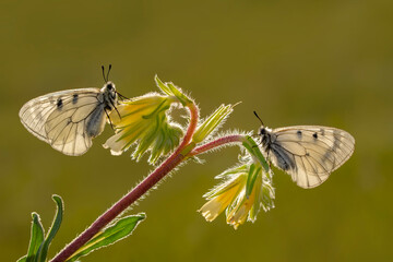 Macro shots, Beautiful nature scene. Closeup beautiful butterfly sitting on the flower in a summer garden.

