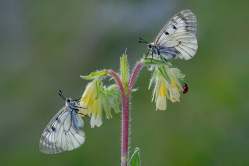 Macro shots, Beautiful nature scene. Closeup beautiful butterfly sitting on the flower in a summer garden.

