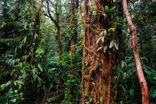 Thick Rainforest