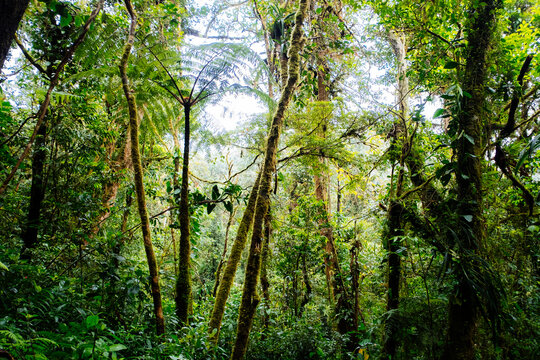 rainforest