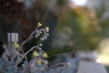 flowers in the garden