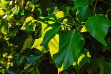 Green Leaf in Light and Shade Macro