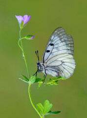 Macro shots, Beautiful nature scene. Closeup beautiful butterfly sitting on the flower in a summer garden.

