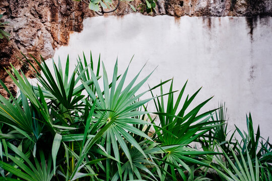 Tropical plant in a garden infront of a rustig white wall