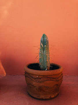 Small Potted Cactus Against Red Wall