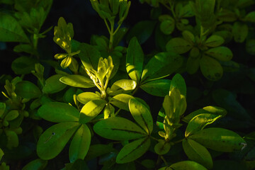 Green Leaf in Light and Shade Macro