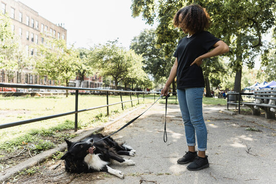 No-Treat No-Walk Upset Stubborn Pet Collie Dog Refusing to walk with Dogwalker