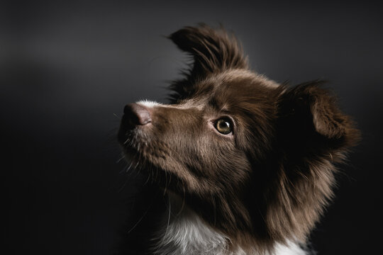 Little border collie puppy portrait
