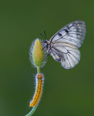 Macro shots, Beautiful nature scene. Closeup beautiful butterfly sitting on the flower in a summer garden.

