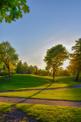 Green Tree at Glowing Sunset
