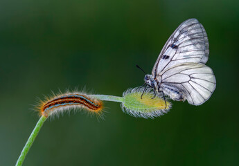 Macro shots, Beautiful nature scene. Closeup beautiful butterfly sitting on the flower in a summer garden.

