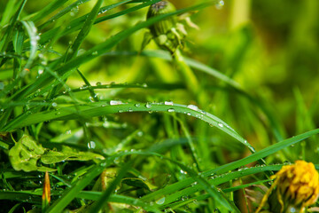 Fototapeta na wymiar In the Morning dew on the grass